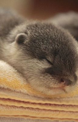 panhwi || lgl xldh || cục bông và tuần lộc