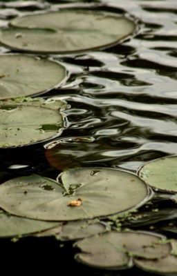 [Pernut - VIE VER ] Thương cậu là bệnh của tôi