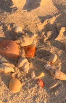 「Pernut」Vỏ sò