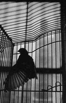 PHAIDEI | Trapped in a cage