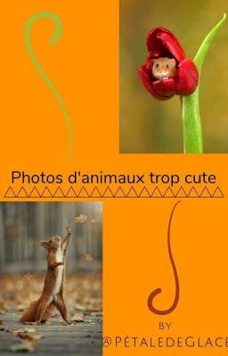 Photos d'Animaux trop cute 😍😍💗💖💞💝💙