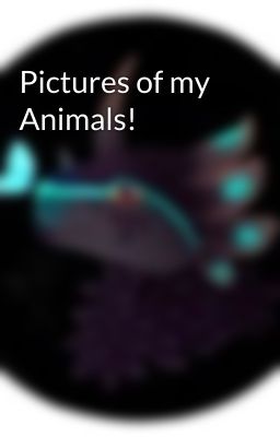 Pictures of my Animals!