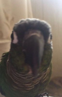 Pictures of my Bird (Alex)