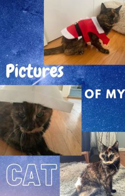 Pictures of my cat