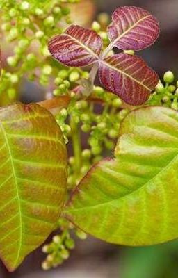 Poison Ivy