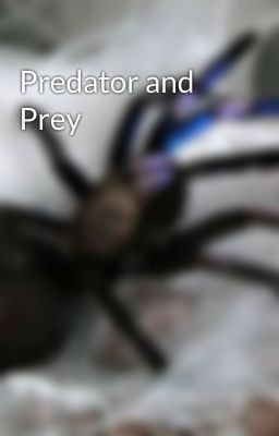 Predator and Prey