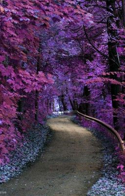 Purple Road