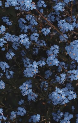 Quiet Like Silence [SW:CW! Various! X Deaf!Reader]