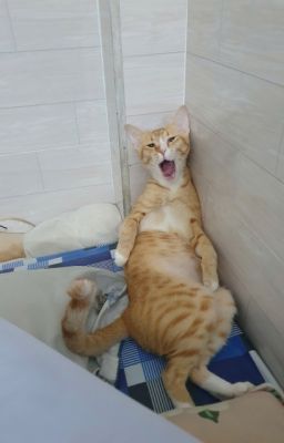 [R21][3P][PhaiDei] θέλγω