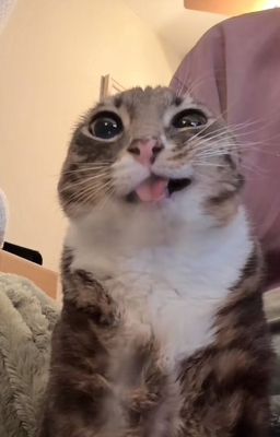 [R21] Huấn luyện phò đực