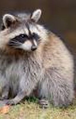 RACCOON : TEMPOEM