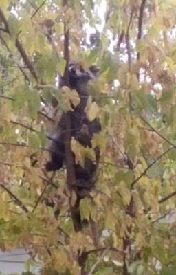 Racoons in a tree