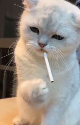 【 Rascal - Teddy 】-  Trêu chọc 