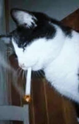 【 Rascal - Teddy 】-  Tưởng