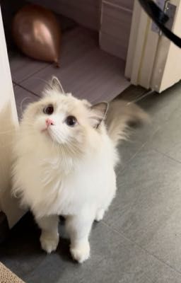 [RasTed] Mùa nước nổi