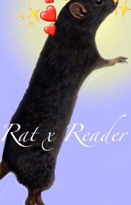 Rat x Reader