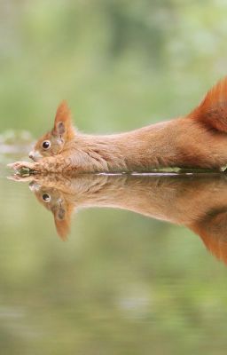 Recueil des plus belles photos d'animaux