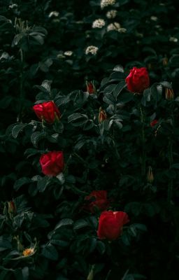 Red Roses White Daisies