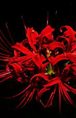 Red Spider Lily