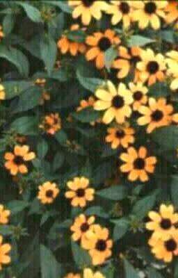 - ❝Relatos Con Aroma A Flores❞ 『🌻』