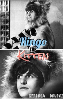 Ringo the Kitten