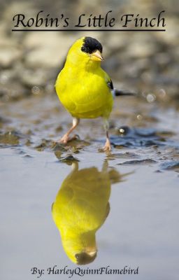 Robin's Little Finch