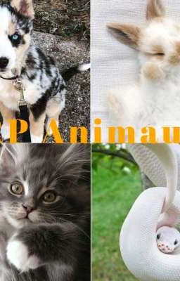 RP Animaux