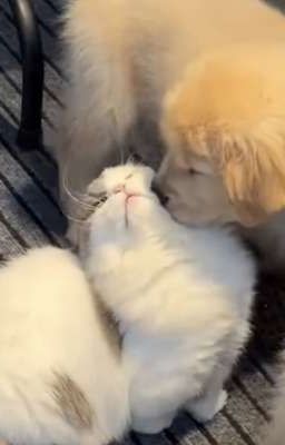 ryngav ; pretty problem