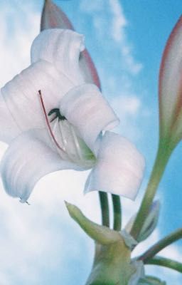 ryoh; lời yêu