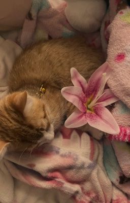 [ryulwoo] ✿ kitten