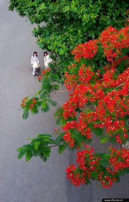 SÂN TRƯỜNG NGÀY ẤY 