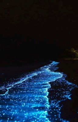 seankeon | lang huyết 