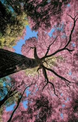 [SeanKeon] Lấy Chồng 