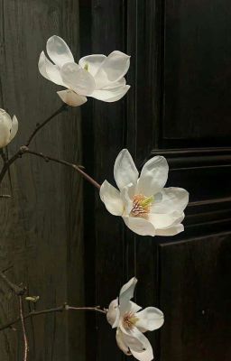 seankeon/mồi lửa 