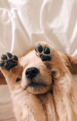 SeanKeon | Thủ Khống