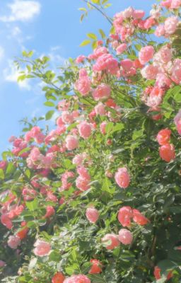 Senku Ishigami x Reader