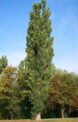 Senyru X 3:  Black Poplars