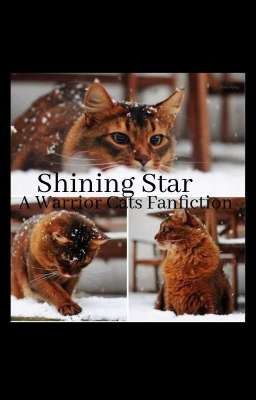 Shining Stars - Warrior Cats Fanfiction 