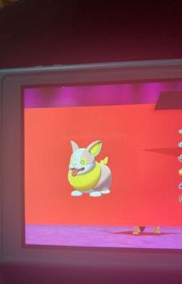 SHINY YAMPER