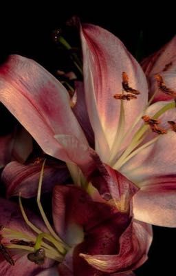 skh; lsh • một kiểu tình cảm