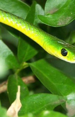 Snake In The Leaves