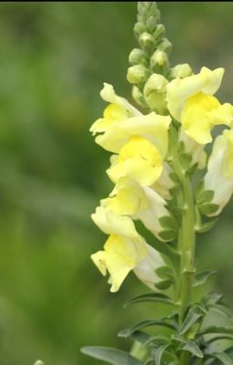 Snapdragons