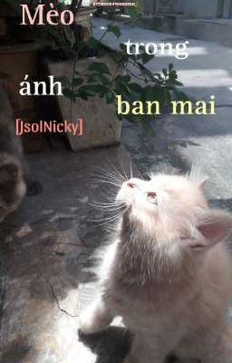 [SolNic] Mèo trong ánh ban mai