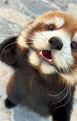 sơn.k × vương bình | hủ tiếu gõ.