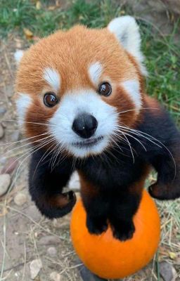 sơn.k × vương bình | take you dancing.