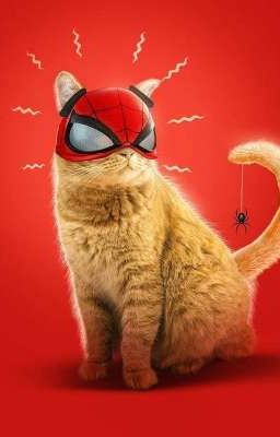 spider the cat