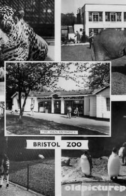 Stories of the zoo