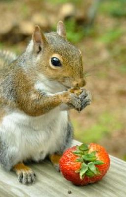 STRAWBERRY SQUIRREL : QUATRAIN ( Chain)