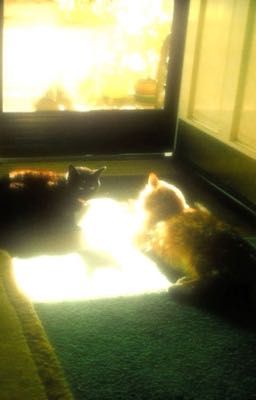 sukhoon ; hoa tàn sau hẹn ước 