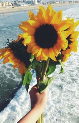 › sunflower.